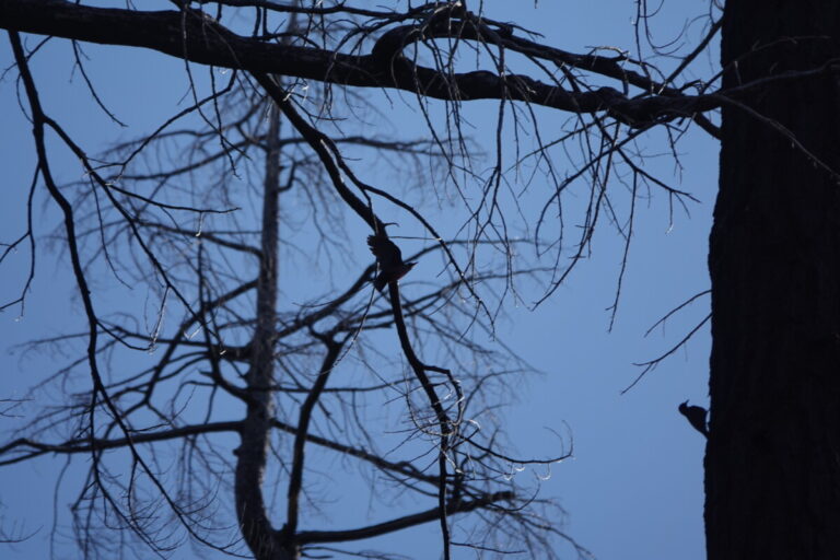 Adult Lewis's Woodpecker flying near a juvenile parched on the side of an old-growth Douglas-fir.