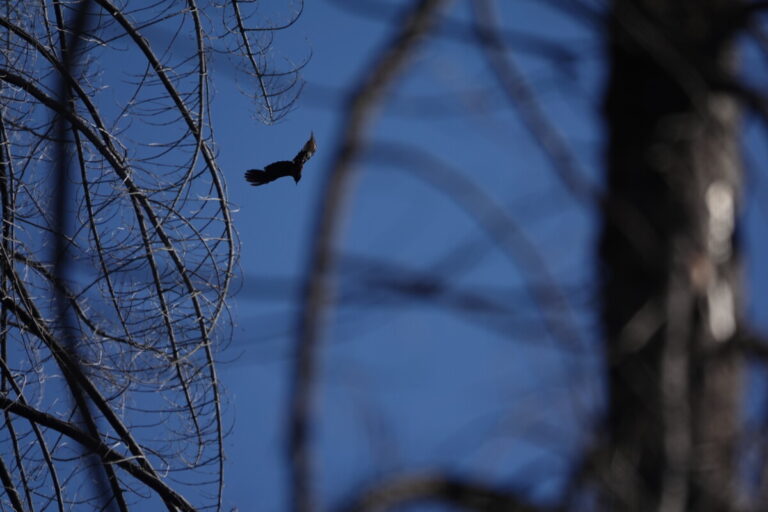 Lewis's Woodpecker swooping around for insects.
