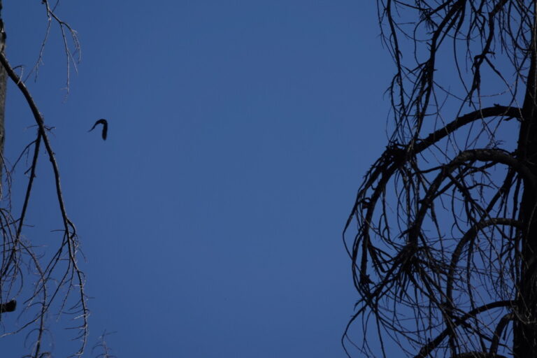 Lewis's Woodpecker moving to new area of stand to forage.