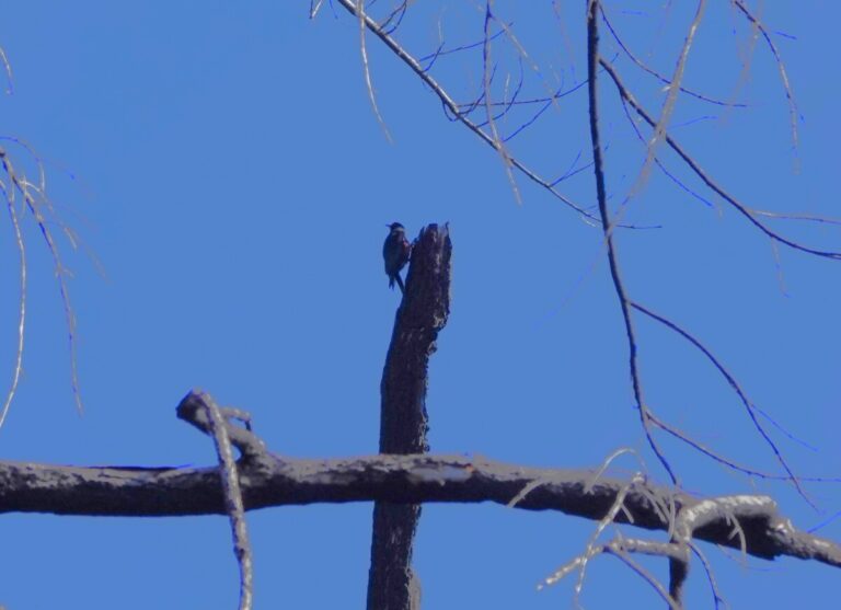 Lewis's Woodpecker scanning for insects.